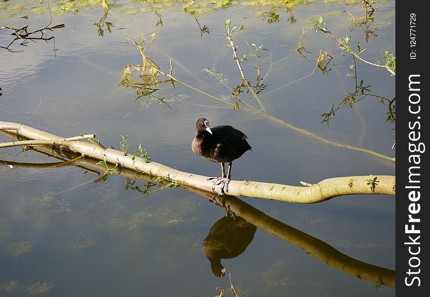 Bird, Water, Fauna, Reflection