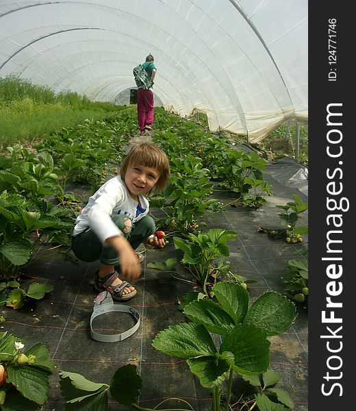 Plant, Water, Agriculture, Leaf