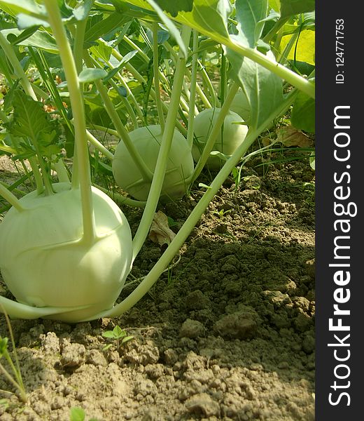 Vegetable, Plant, Kohlrabi, Produce