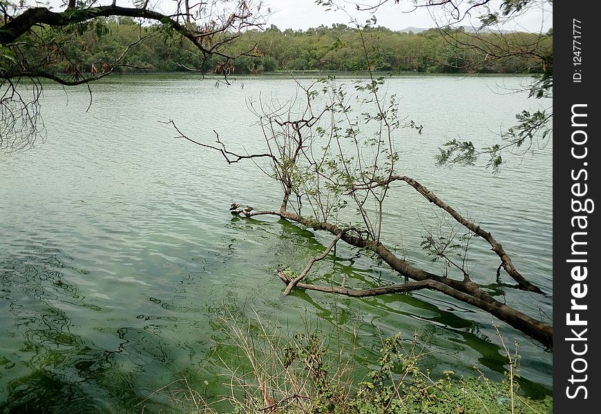 Water, Nature Reserve, Lake, Vegetation