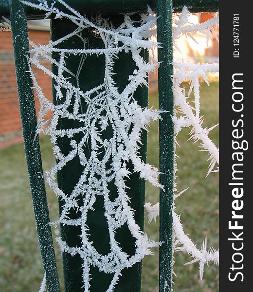 Spider Web, Frost, Freezing, Winter