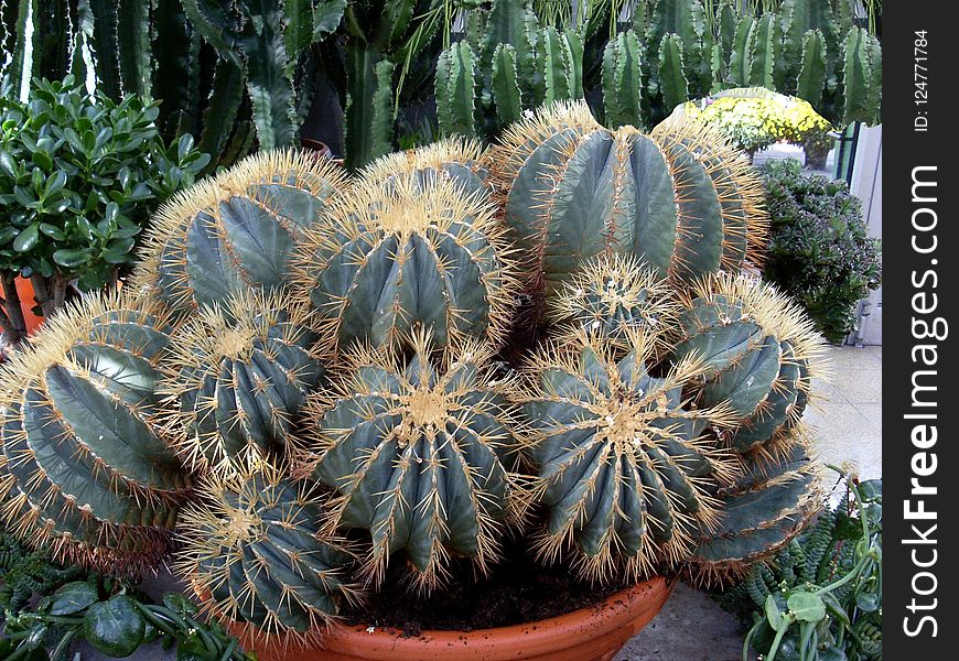 Plant, Cactus, Vegetation, Hedgehog Cactus