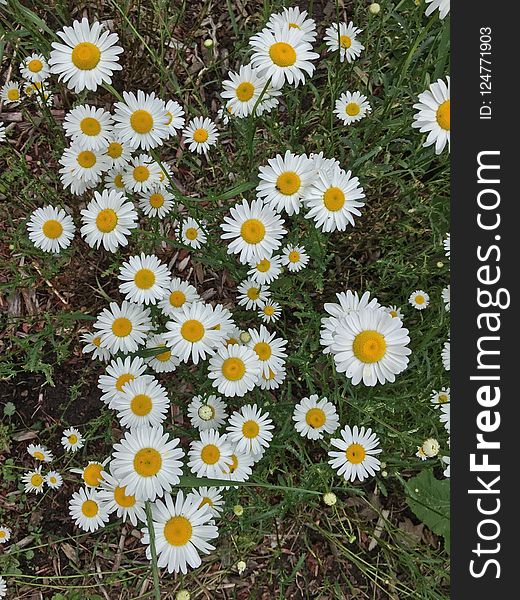 Flower, Plant, Oxeye Daisy, Chamaemelum Nobile