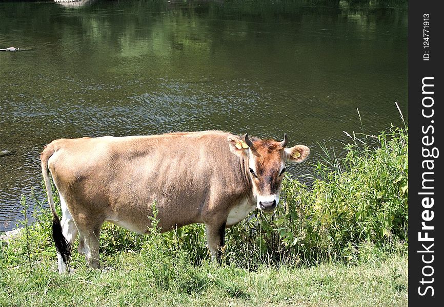 Cattle Like Mammal, Fauna, Wildlife, Pasture