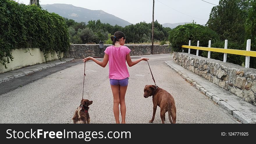 Dog, Dog Like Mammal, Dog Walking, Dog Breed