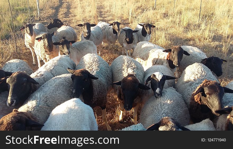 Herd, Sheep, Goats, Fauna