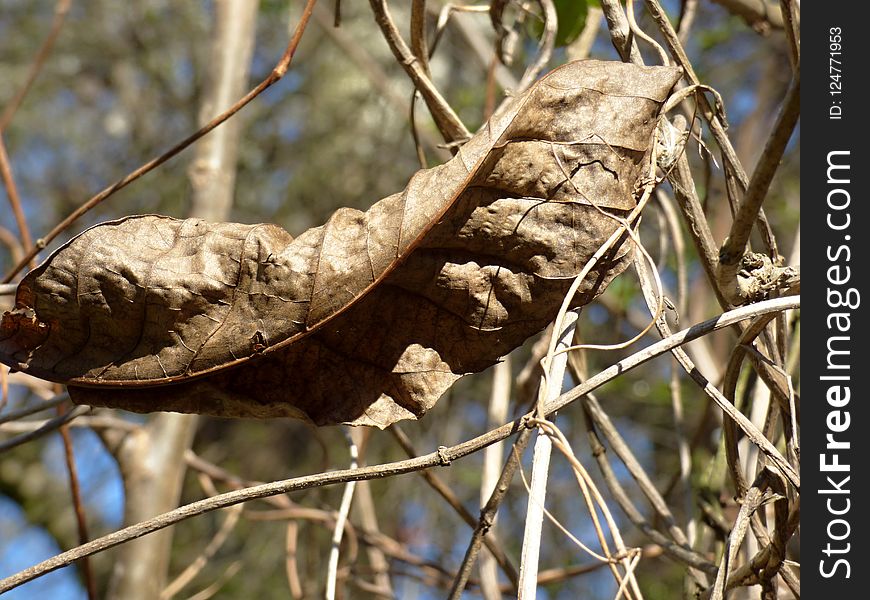 Leaf, Plant, Branch, Tree