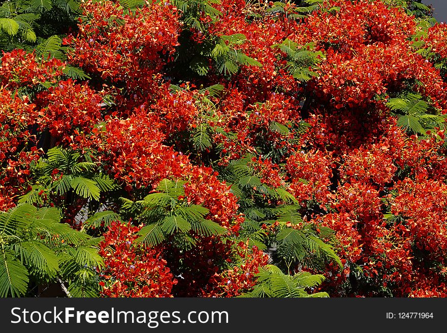 Vegetation, Plant, Flora, Leaf