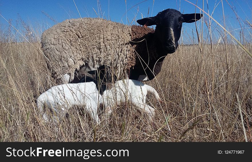Sheep, Horn, Grassland, Pasture