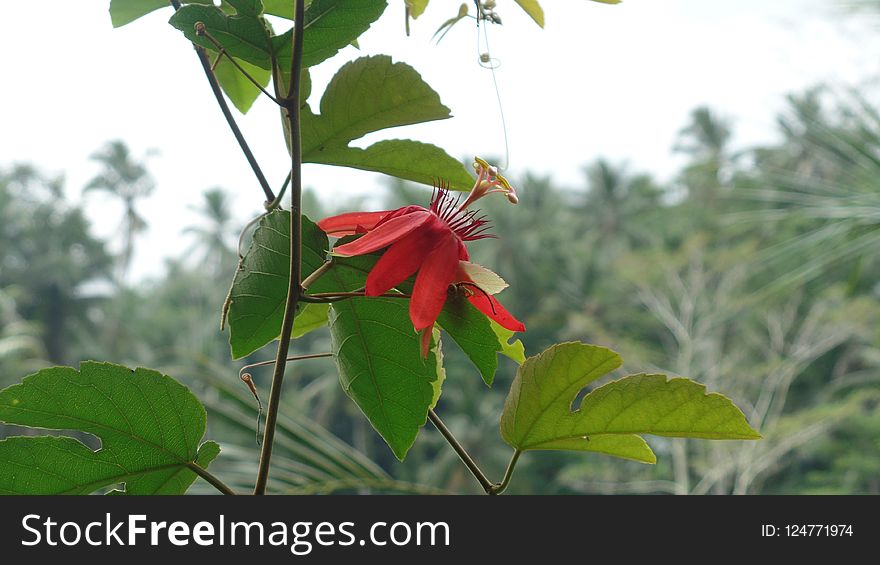 Plant, Flower, Flora, Vegetation