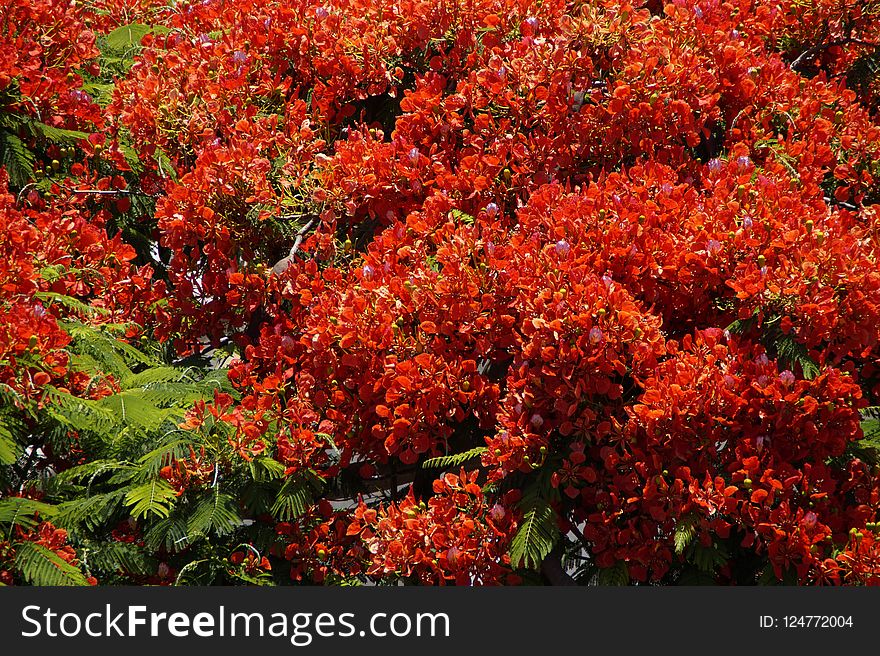 Autumn, Vegetation, Plant, Leaf