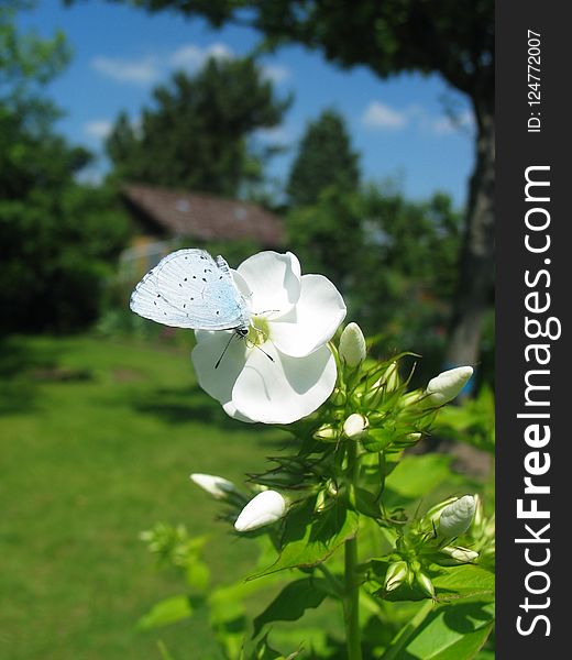 Flower, Plant, Flora, Spring