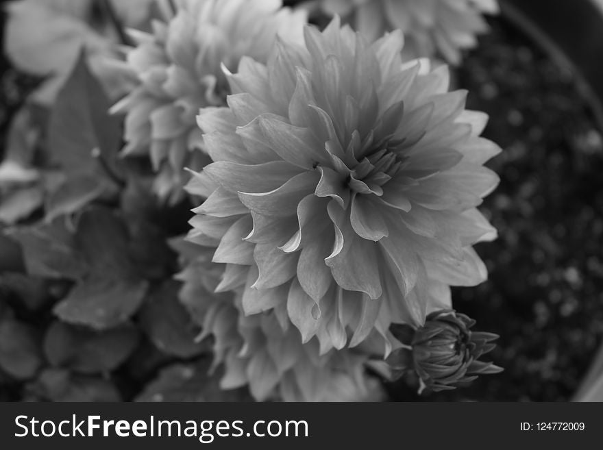 Flower, Black And White, Monochrome Photography, Flora