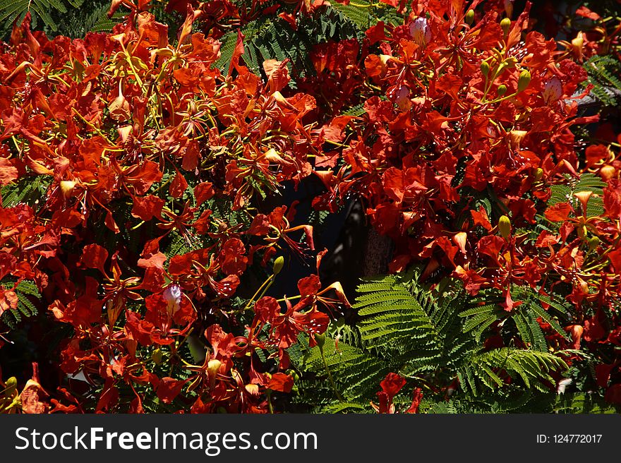 Plant, Leaf, Vegetation, Autumn