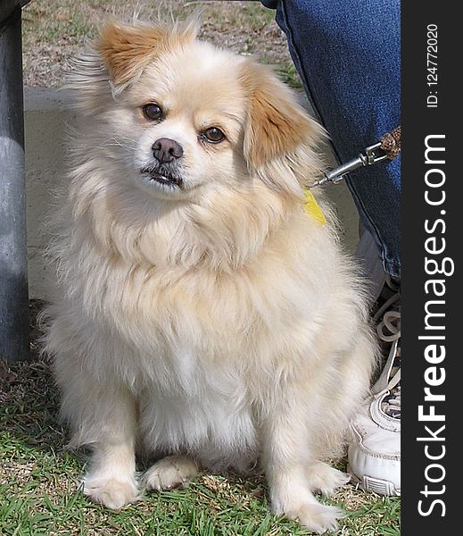 Dog, Dog Like Mammal, Tibetan Spaniel, Dog Breed