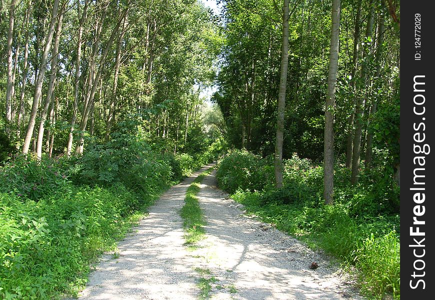 Vegetation, Path, Ecosystem, Nature Reserve