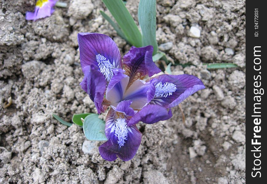 Flower, Plant, Flowering Plant, Flora