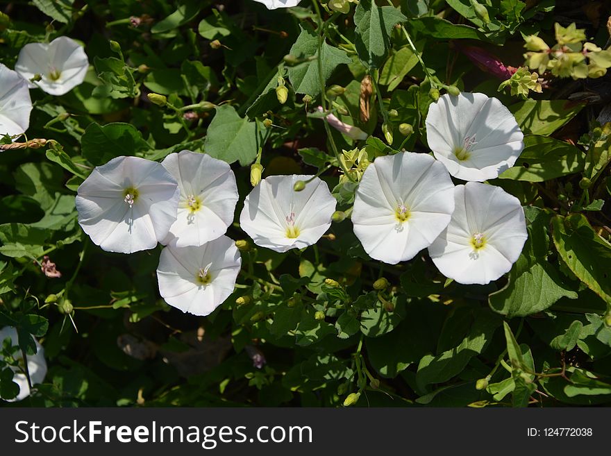 Flower, Plant, Wildflower, Morning Glory Family