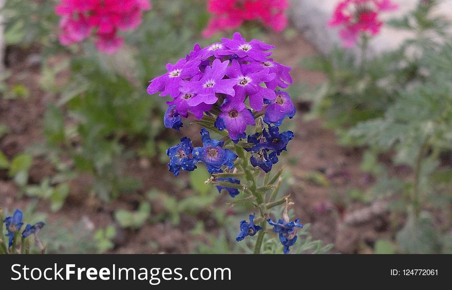 Flower, Plant, Flowering Plant, Purple
