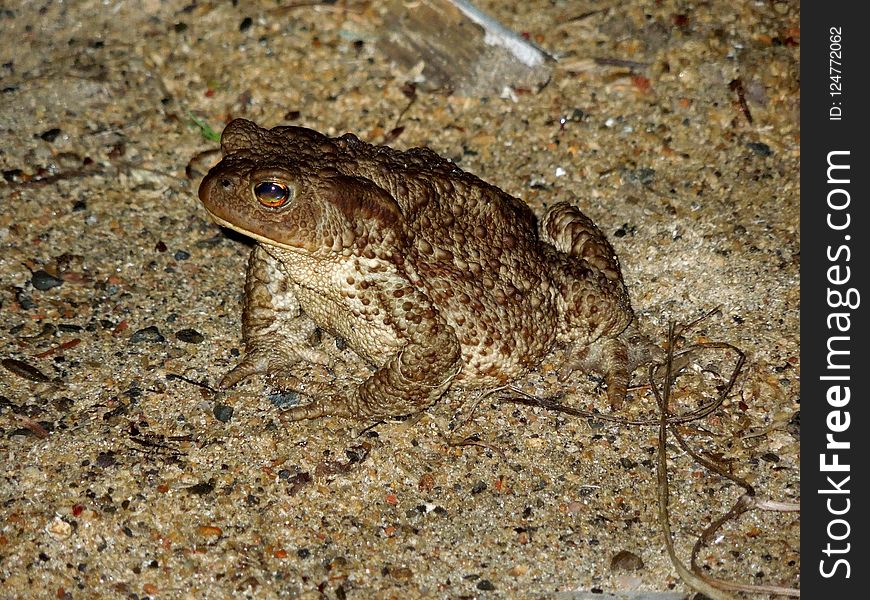 Toad, Amphibian, Ranidae, Fauna