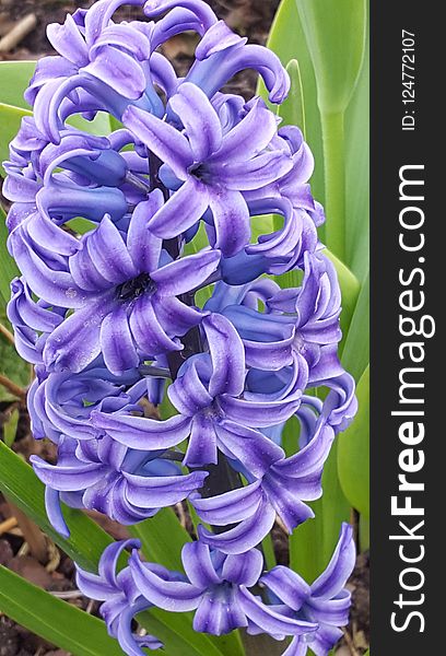 Flower, Plant, Hyacinth, Flowering Plant