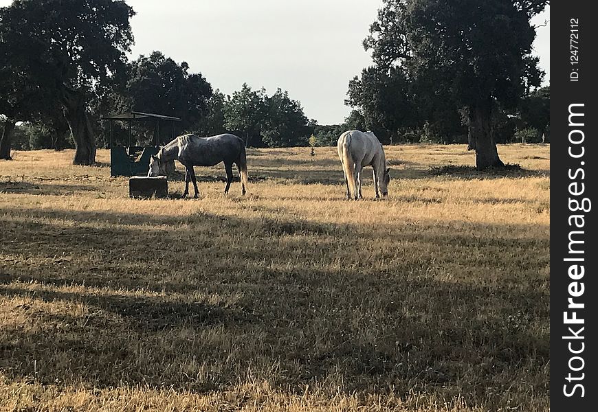 Pasture, Tree, Grassland, Grazing