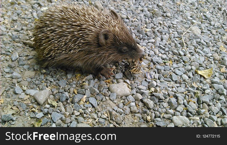 Hedgehog, Domesticated Hedgehog, Fauna, Mammal