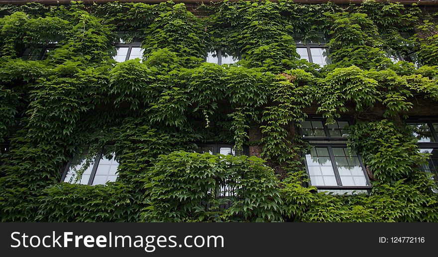 Vegetation, Tree, Plant, Leaf