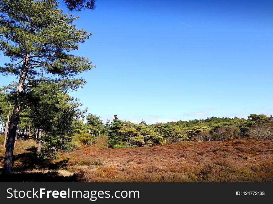 Sky, Vegetation, Ecosystem, Tree