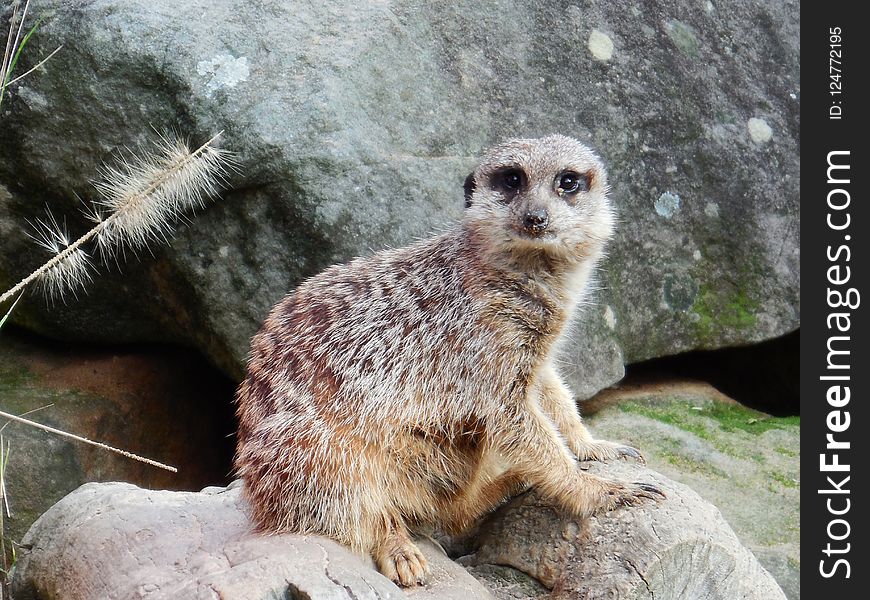 Meerkat, Mammal, Fauna, Terrestrial Animal