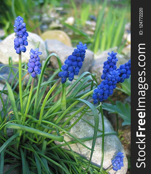 Plant, Flower, Hyacinth, Grass