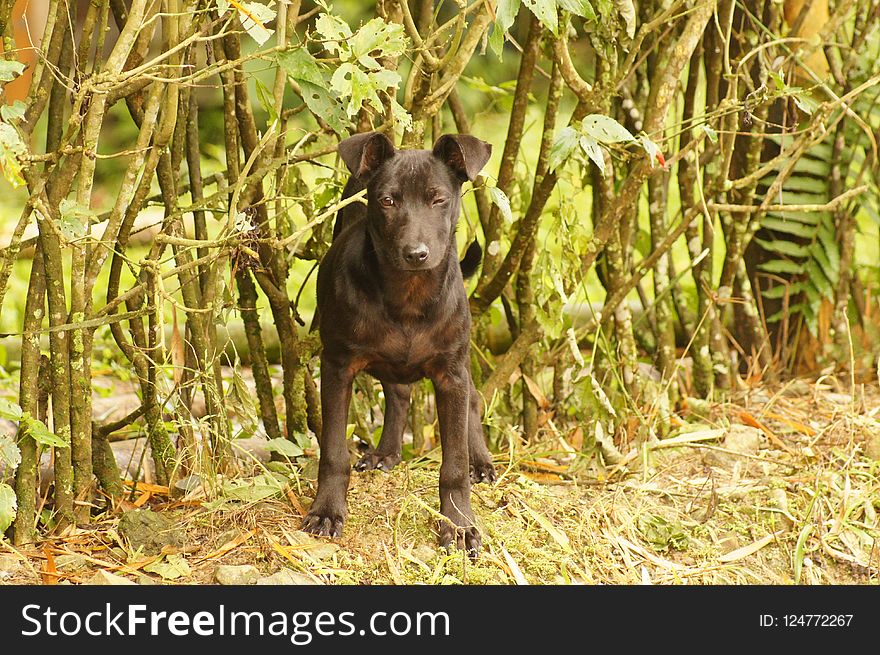 Dog Breed, Dog, Dog Like Mammal, Forest