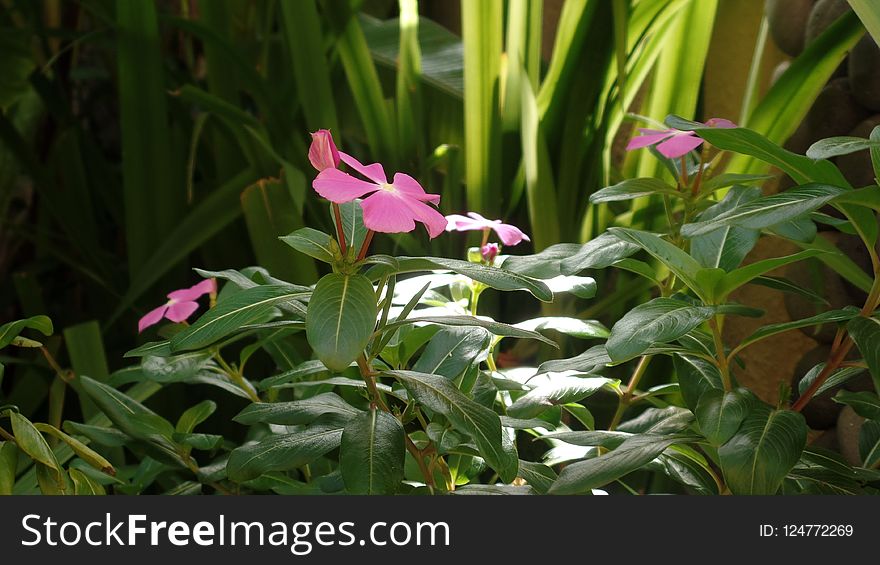 Plant, Flower, Flora, Flowering Plant