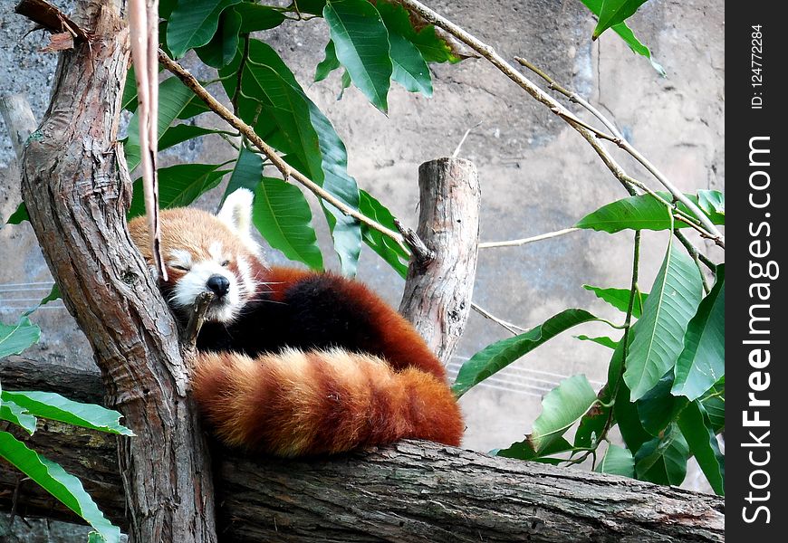 Red Panda, Fauna, Mammal, Organism
