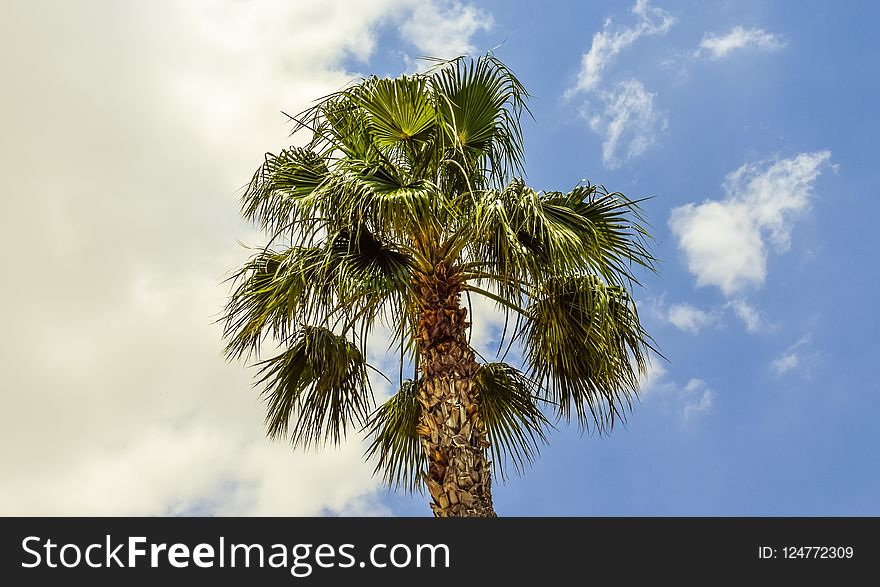 Sky, Tree, Vegetation, Borassus Flabellifer