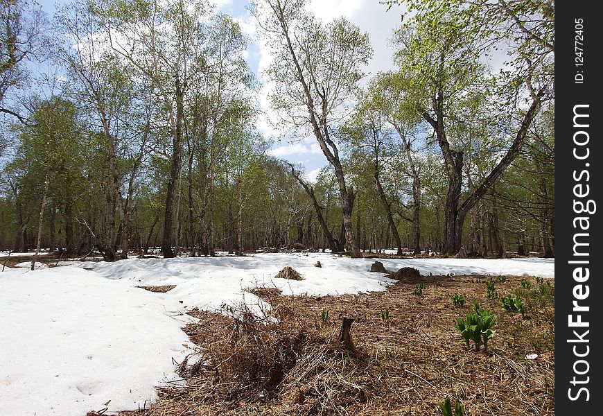 Tree, Water, Nature Reserve, Winter