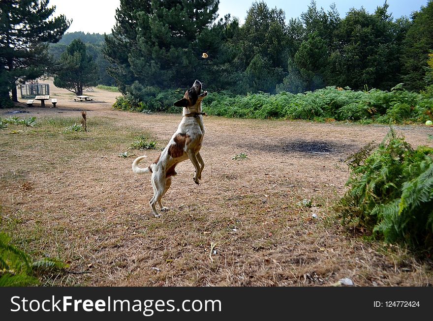 Grass, Tree, Pasture, Wildlife