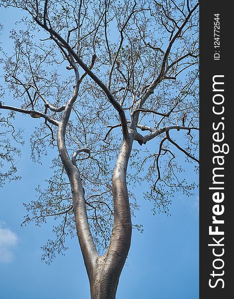 Tree, Branch, Sky, Woody Plant
