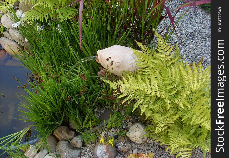 Ecosystem, Plant, Ferns And Horsetails, Grass