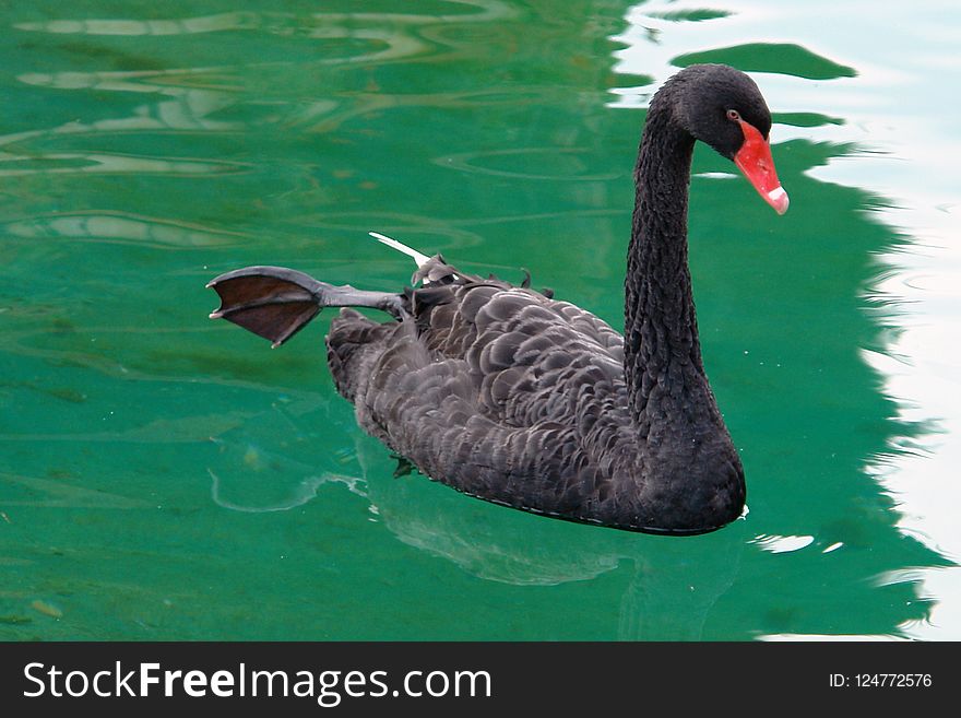 Bird, Black Swan, Water, Water Bird