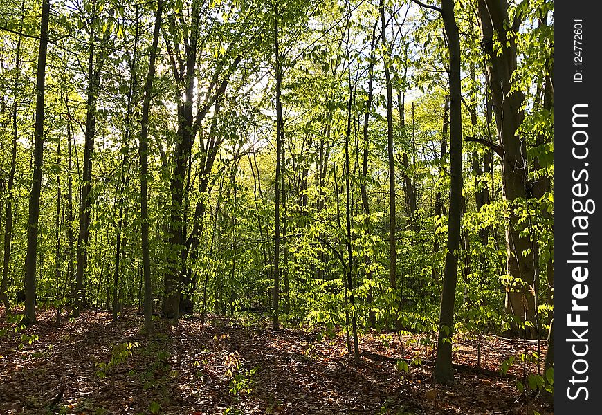 Woodland, Ecosystem, Forest, Temperate Broadleaf And Mixed Forest