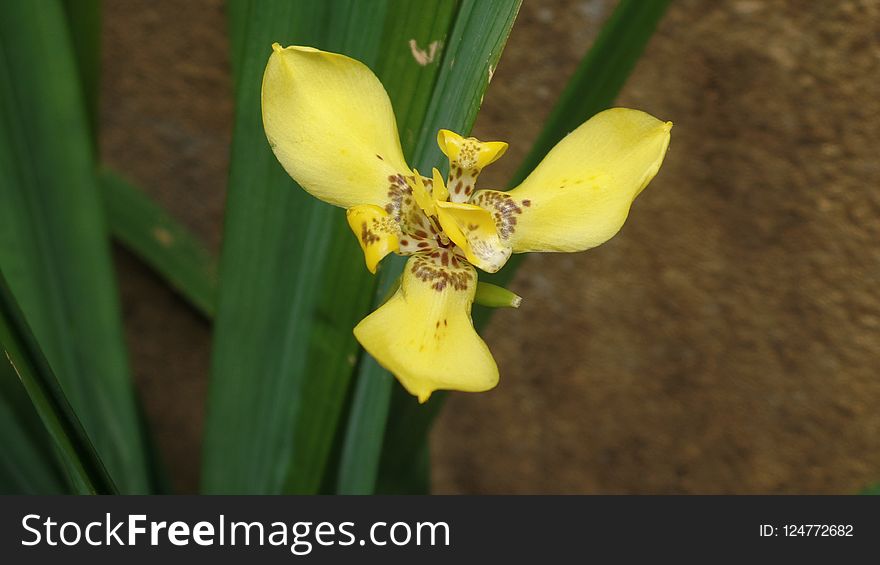 Yellow, Flower, Plant, Flora