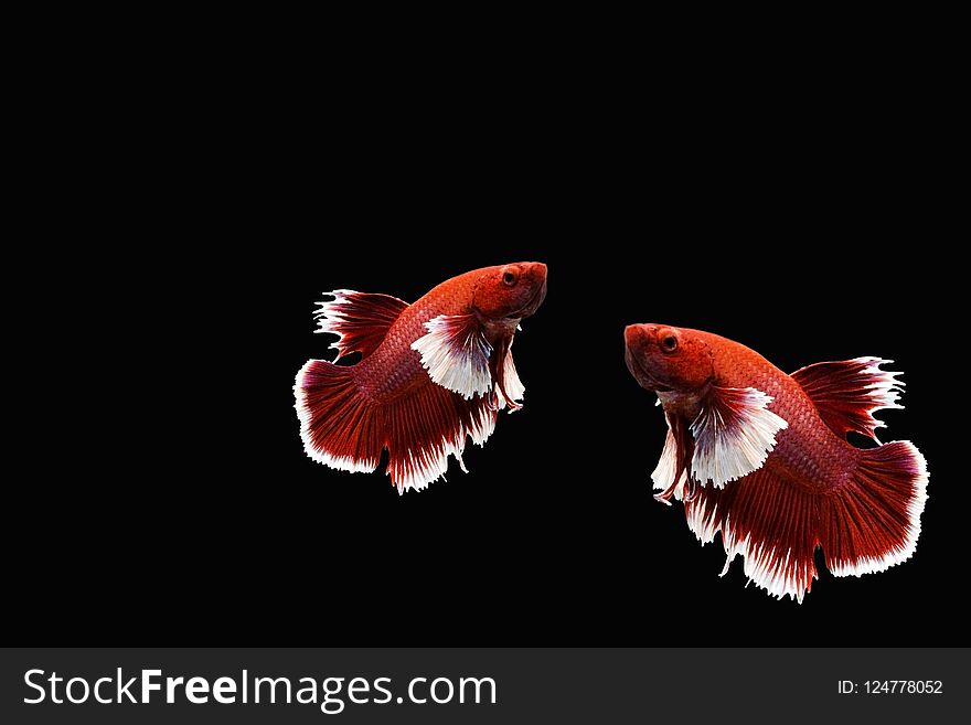 Red and White two siamese Fighting fish on black background