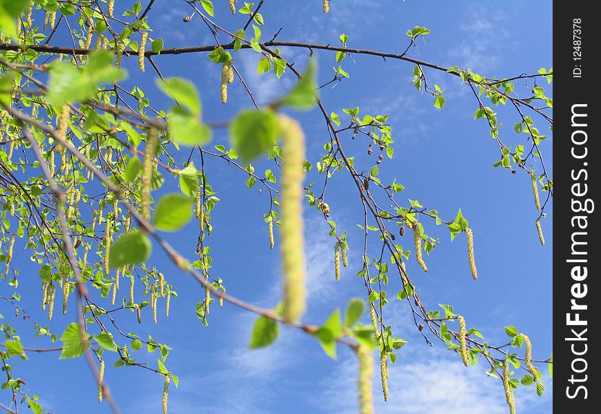 Branch of a birch against the sky in the spring. Branch of a birch against the sky in the spring