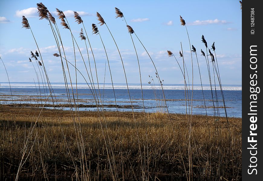 Reed on coastline in the spring. Reed on coastline in the spring