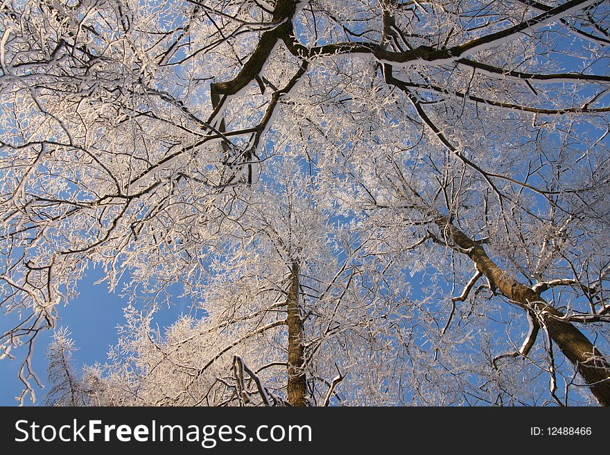 Iced frozen branches of trees in winter in blue sky. Iced frozen branches of trees in winter in blue sky