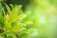 Blur The Natural Green Background Bright. Abstract Style Royalty Free Stock Images