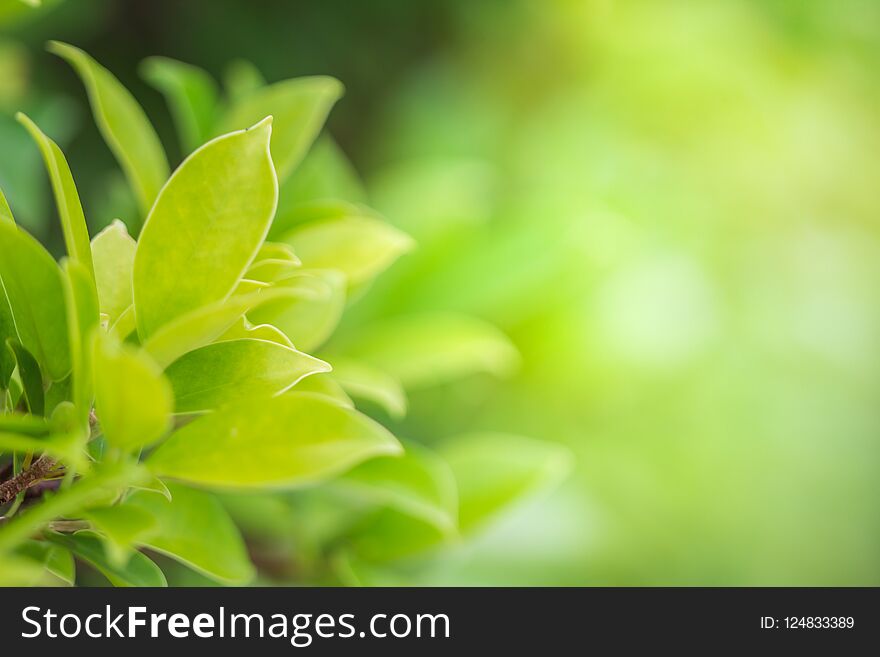 Blur the natural green background bright. Abstract style