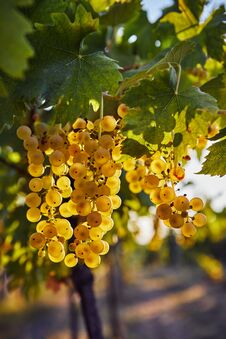 Yellow Grapes On The Vineyard Before Harvest Stock Photo Yellow Grapes On The Vineyard Before Harvest Stock Photo