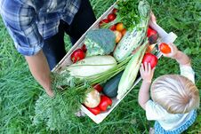 Father Keeps A Box Of Vegetables, And His Toddler Son Helps Him. Stock Images Father Keeps A Box Of Vegetables, And His Toddler Son Helps Him. Stock Images